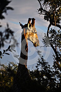 Giraffe at sunset in Southafrican photo