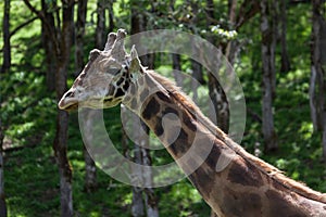 Giraffe in the Sunshine