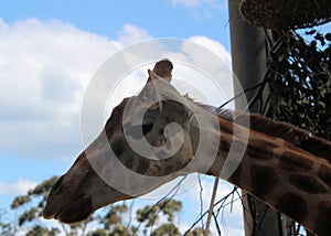 Giraffe at Sydney`s Taronga Zoo Feeding in the Open