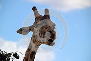 Giraffe at Sydney`s Taronga Zoo Feeding in the Open