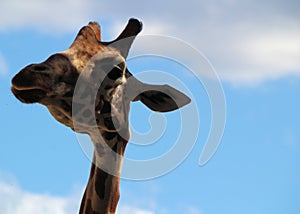 Giraffe at Sydney`s Taronga Zoo Feeding in the Open