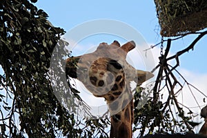 Giraffe at Sydney`s Taronga Zoo Feeding in the Open