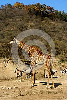 Giraffe with takins