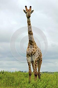 Giraffe in Tala Game reseve, South Africa photo