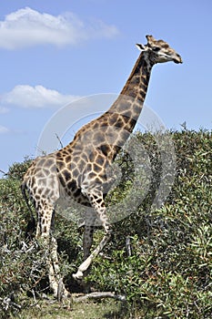 The giraffe -tallest animal