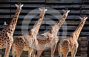 The giraffe is the tallest land animal in the world