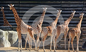 The giraffe is the tallest land animal in the world