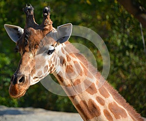 The giraffe is the tallest land animal in the world
