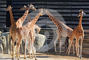 The giraffe is the tallest land animal in the world