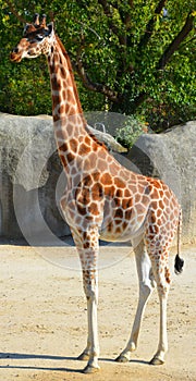 The giraffe is the tallest land animal in the world