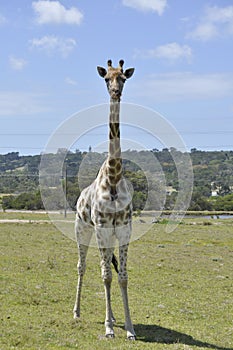 The giraffe - tallest living terrestrial animal