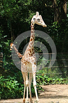 The giraffe is the tallest living terrestrial animals