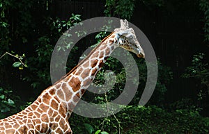 The giraffe is the tallest living terrestrial animals