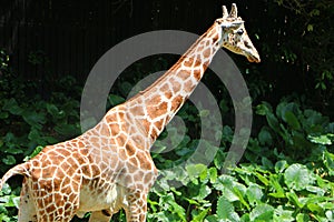 The giraffe is the tallest living terrestrial animals