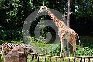The giraffe is the tallest living terrestrial animals