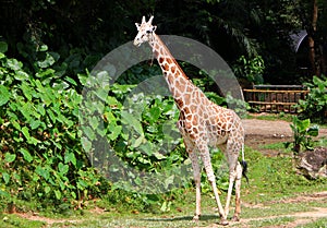 The giraffe is the tallest living terrestrial animals photo