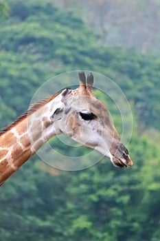 Giraffe tallest among terrestrial animals