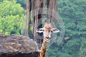 Giraffe tallest among terrestrial animals