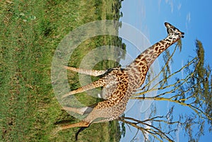 Giraffe tanzania