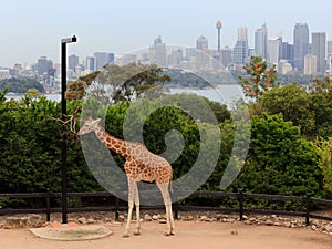Giraffe Taronga City