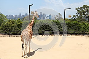 A giraffe in Taronga Zoo Australia