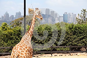 A giraffe in Taronga Zoo Australia