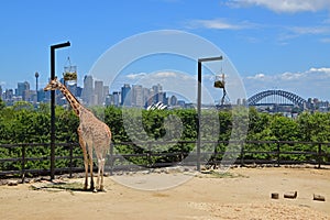 Giraffe in Taronga Zoo eating food from the hanging basket with magnificent view of Sydney