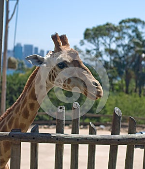 Giraffe in Taronga Zoo, Sydney