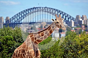 Giraffe in Taronga Zoo Sydney New South Wales Australia