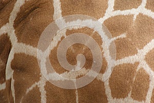 Giraffe texture