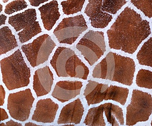 Giraffe Texture