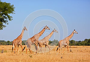 Giraffe Thornycroft - endemic in Zambia