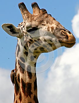 Giraffe with tick removing bird