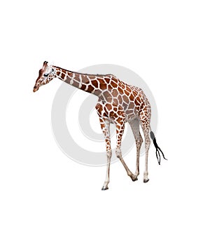 Giraffe to the utmost
