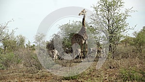 Giraffe together with three zebras