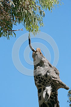 Giraffe tongue