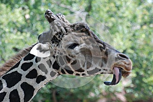 Giraffe tongue