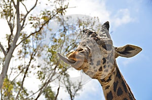 Giraffe tongue