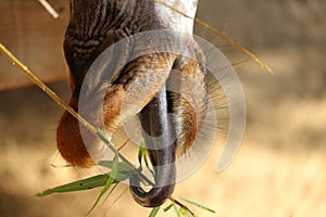 Giraffe Tongue