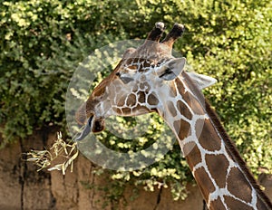 Giraffe with tongue extended eating a plant at the Dallas Zoo in Texas.