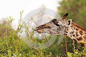 Giraffe with tongue extended feeding from a small bush