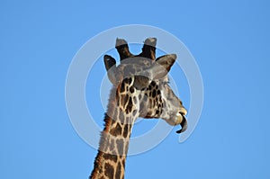 Giraffe Tongue Licking His Chin