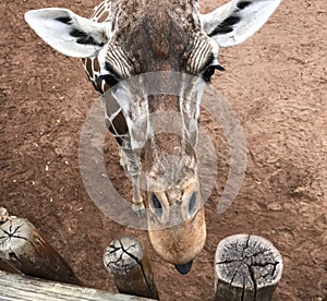 Giraffe With Tongue Out