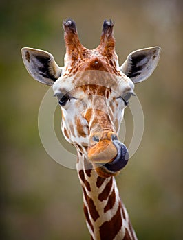 Giraffe Tongue Out Portrait