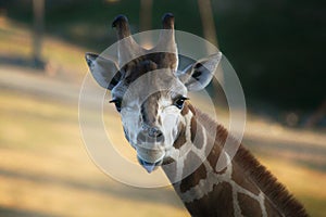 Giraffe Tongue photo