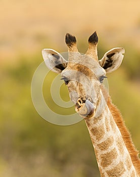 Giraffe with tounge out