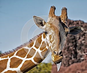 Giraffe with tongue sticking out