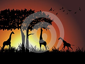 Giraffe ,tree and bird silhouetted against a dram