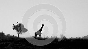 Giraffe and tree isolated against sky