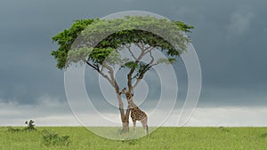 Giraffe and tree in natural landscape